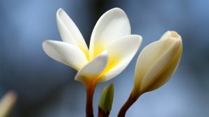 Экхарт Толле - 17. Узнать себя как глубинное осознавание, озвучивает Nikosho.mp4