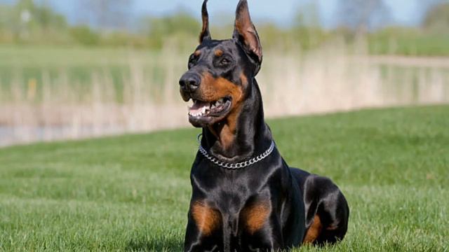 2 Types Of Doberman And Their Price | American Doberman | European Doberman