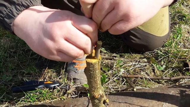 Прививка груши весной... Наш первый ОпЫт))) смотреть онлайн