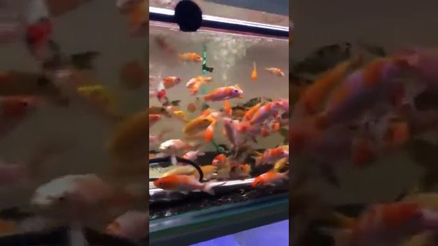 Японские карпы Кои смотреть онлайн