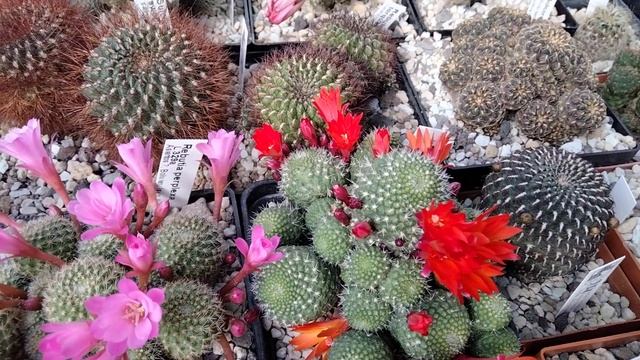 Виды кактусов.Цветущие ребуции и их названия.Rebutia. смотреть онлайн