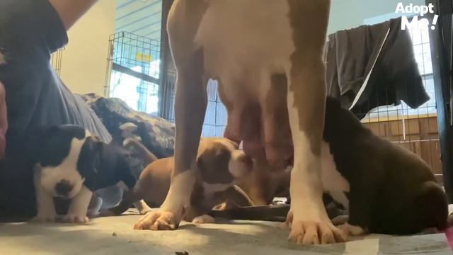 Guy Decides To Foster A Very Pregnant Pit Bull Who Needs A Home Now | The Dodo Adopt Me! смотреть онлайн