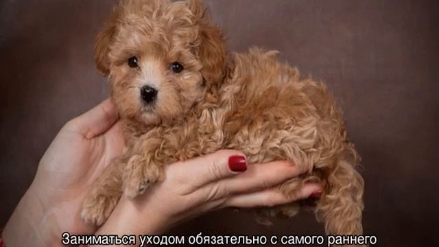 Мальтипу (собака): описание мини породы, сколько живут, размер смотреть онлайн