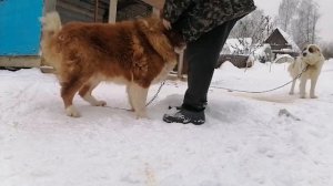 Уаз патриот. Не греет печка. Исправляем!