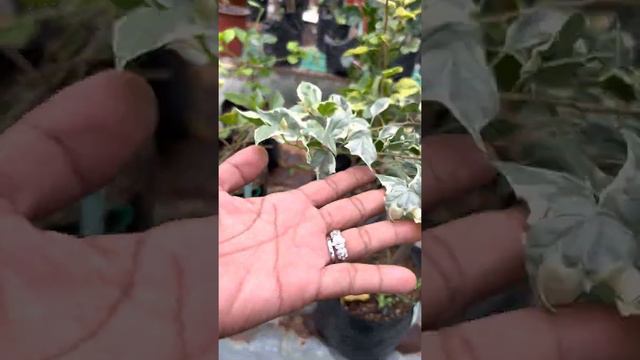 Pinasyal ang kumare dahil sobrang ganda ang mga Bougainvillea at Fe’s Garden 🇵🇭 смотреть онлайн
