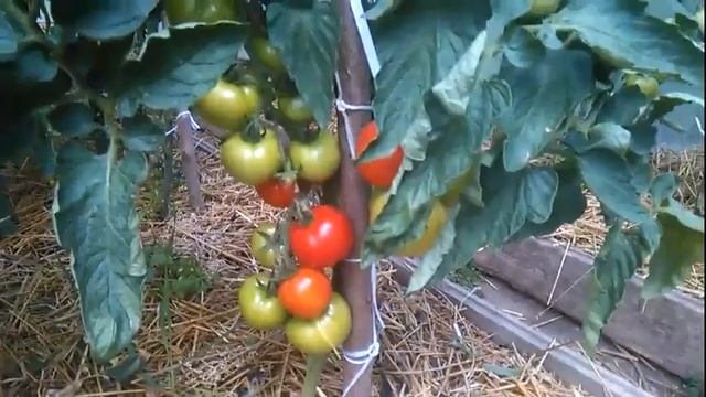 Томат МОРОЗКО Обзор