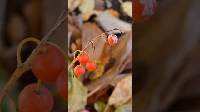 Ягоды ландыша - очень ядовитые. смотреть онлайн