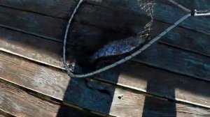 Рыбацкий рай. Озеро Lewiston