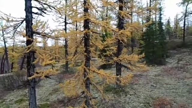 ПУТЬ ДИКОГО НЕНЦА. ЛЕС!ЧИСТЫЙ ВОЗДУХ! смотреть онлайн