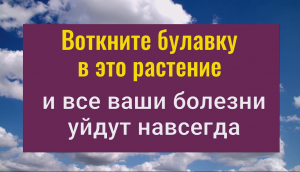 Болезни ослабнут или уйдут совсем если воткнуть булавку в это растение