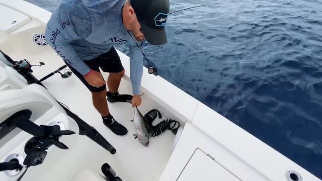 The BEST Florida Keys Catches all in one! - Mutton Snapper Mahi Mahi Tuna [Catch & Cook] смотреть онлайн