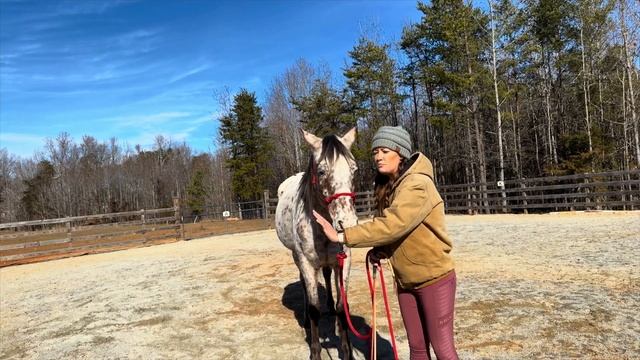 WORKING ALL 5 HORSES IN ONE DAY! // DAY IN THE LIFE смотреть онлайн