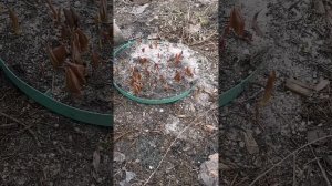 Пересадка тюльпанов весной из грунта в кашпо.