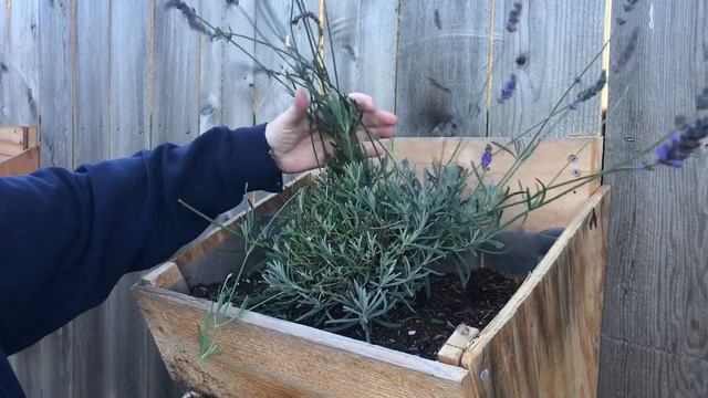 How to Trim Lavender смотреть онлайн