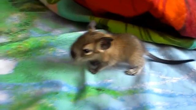 Маленький дегу :3 смотреть онлайн