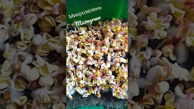 ПЛЕСЕНЬ НА РАССАДЕ?МИКРОЗЕЛЕНЬ, редька, редис, руккола, брокколи, домашние растения на окне #shorts смотреть онлайн