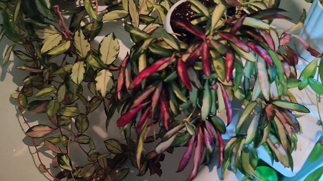 Заношу растения с балкона | обработка | бардак и дурдом смотреть онлайн