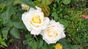 Роза Шопен  ( Chopin) - польский сорт