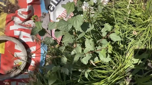 Чистота без границ