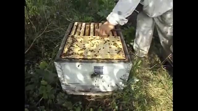 перевод пчел с одной рамки на другую, или как полностью обновить гнездовые рамки смотреть онлайн