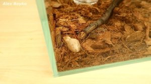 Реакция муравьев на кинетический песок! Почему они это сделали? Муха из Китая! alex boyko