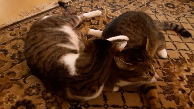 Беня с Муськой смотреть онлайн