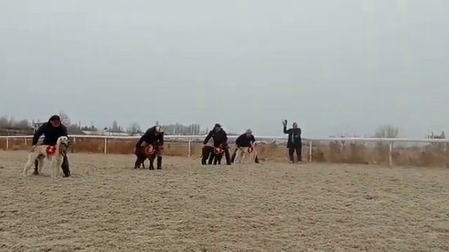 Кыргыз Тайган жарыш чырга ??Чолпон ата Нооруз 2021,03,21??Финал Старт ???? смотреть онлайн
