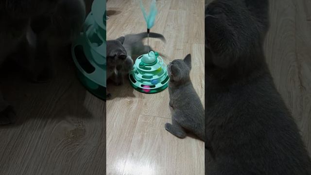 Басюша с детками 😊 Британские котята в Москве. На данный момент все малыши проданы. #котики #котята смотреть онлайн