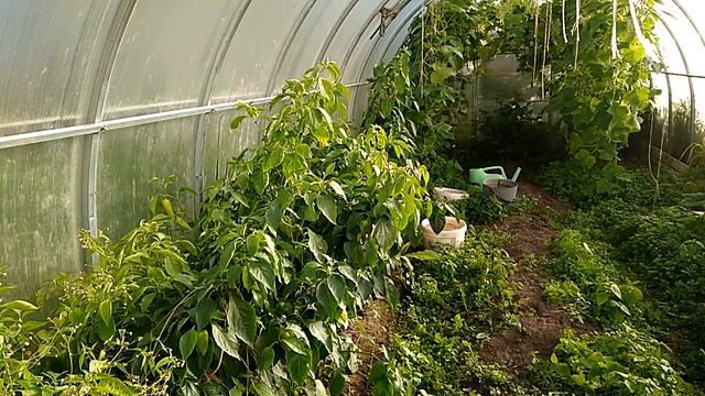 Огурцы Али Баба супер урожай 18.08.20 смотреть онлайн