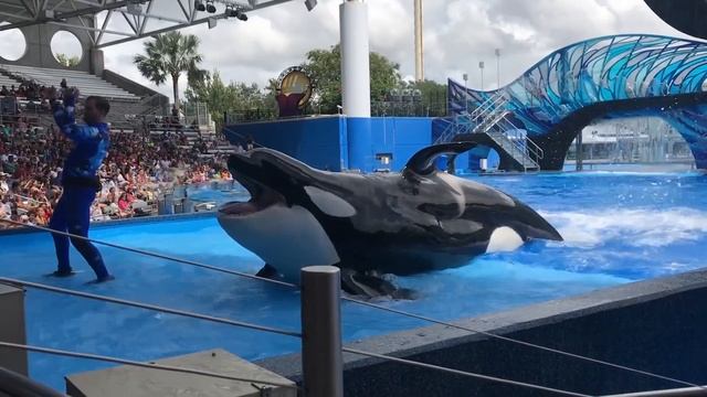 SeaWorld SHAMU Killer Whale Show!!!/Шоу Китов УБИЙЦ!!!