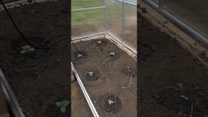 Капельный полив Сеньор Помидор