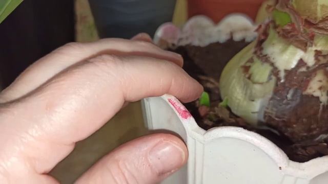 . Зачистка луковиц у гиппеаструмов. смотреть онлайн