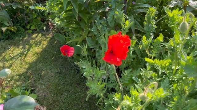 English Rose Garden - End Of May Garden Tour - David Austin Roses - Perennials - Clematis - And Mor
