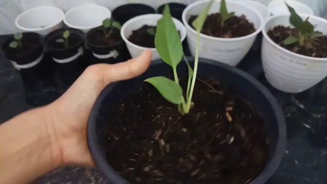 ANTHURIUM KEMBALI HITS | Panic Buying 23 Jenis Anthurium (#23) смотреть онлайн