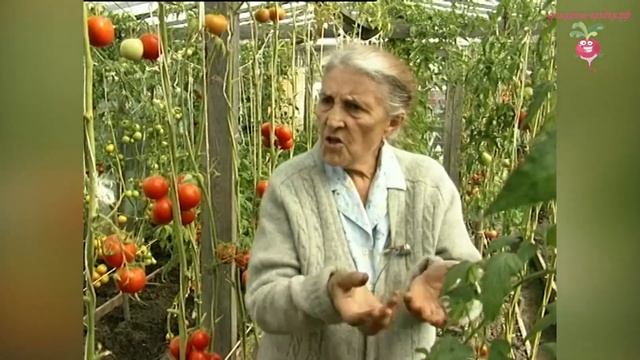 Урожай помидор в теплице. Подготовка земли для помидор #urozhainye_gryadki смотреть онлайн