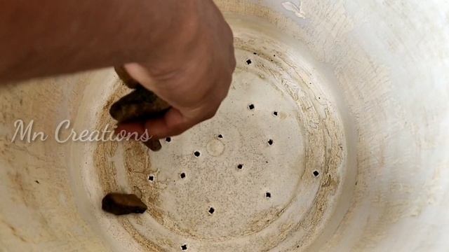 Medinilla Magnifica /Medinilla Myriantha Plant Care Tips in Malayalam смотреть онлайн