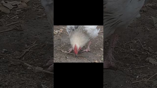 Мараны белые смотреть онлайн