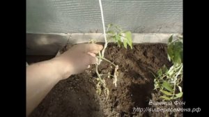Подмерзшая рассада