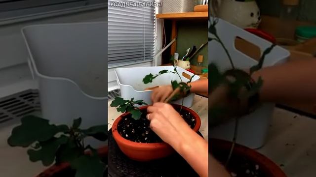 Что делать с молодыми дубами, ч.1 (запись прямого эфира). смотреть онлайн