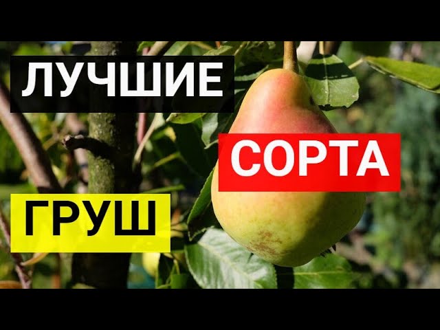 Топ 7 лучших сортов груш. Лучшие сорта груши смотреть онлайн