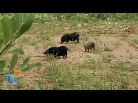 Кабаны облюбовали кладбище в Лайково, Одинцовский район смотреть онлайн