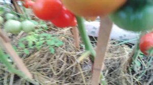 Мои томатные НОВИНКИ?Король ранних?Вельможа?Хлыновский? Лягушка царевна?Я посажу их СНОВА?