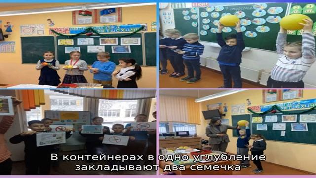 Как и когда высевать базилик на рассаду — сроки, условия и правила смотреть онлайн