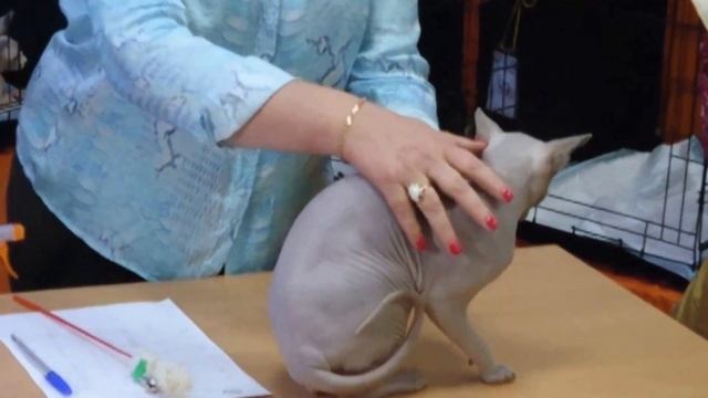 Кота на выставке внимательно досматривет опытное жюри на радость публике смотреть онлайн