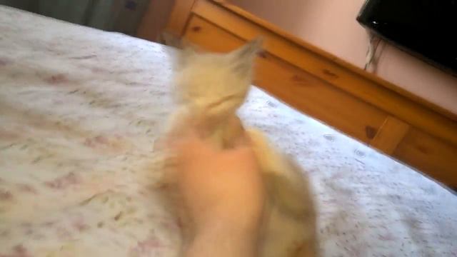 КОТЭ БЕШЕНЫЙ смотреть онлайн