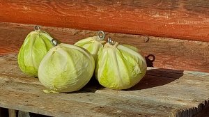 НАШТЫРИВАЮ КАПУСТУ ДЛЯ КУР)))!