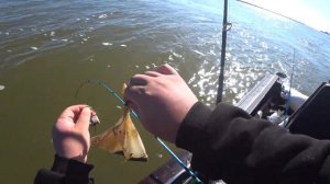 ОСЕННИЙ ЖОР САЗАНА ловим сазана на жмых в астраханской области АСТРАХАНУТЫЕ