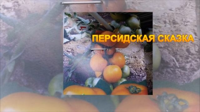 НОВЫЕ СОРТА И ГИБРИДЫ ПОМИДОРОВ ФИРМЫ "БИОТЕХНИКА" смотреть онлайн