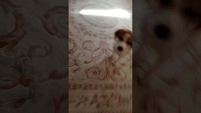 шерлок