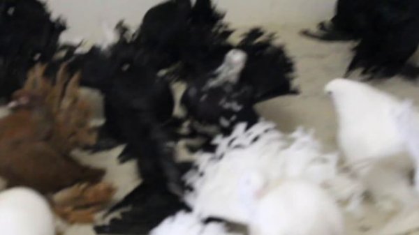 Статные Ростовские Голуби - Виктор Ширмер / Viktor Schirmer